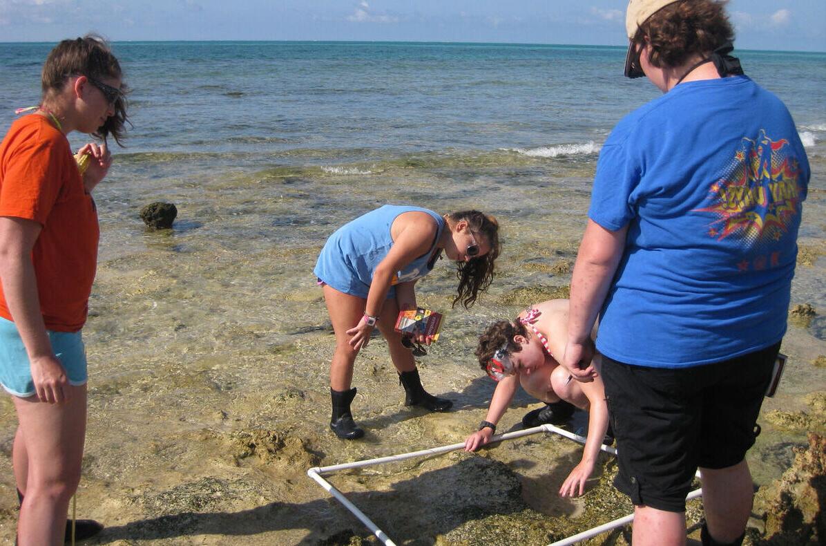 学生们对加勒比海的潮汐池进行研究