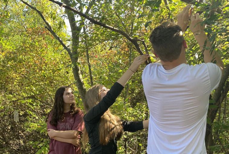 作为科学之旅的一部分，学生们正在检查一棵树